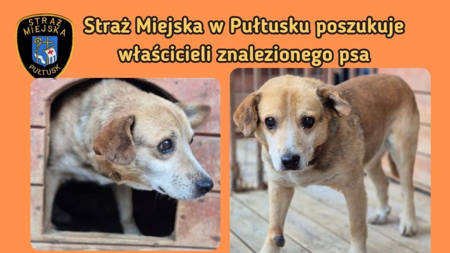 Straż Miejska w Pułtusku poszukuje właściciela psa