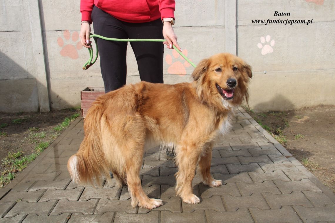 BATON – nie kupuj, adoptuj!