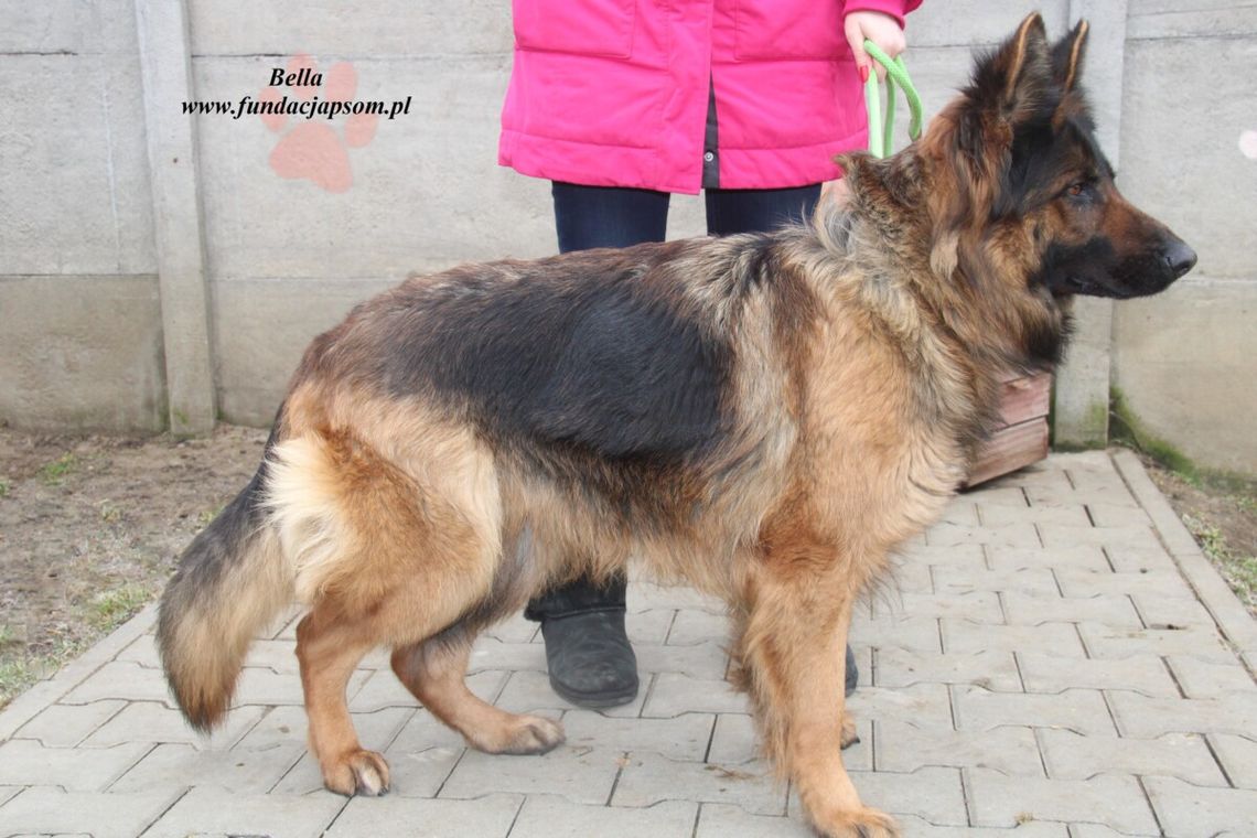 BELLA – Nie kupuj, adoptuj!