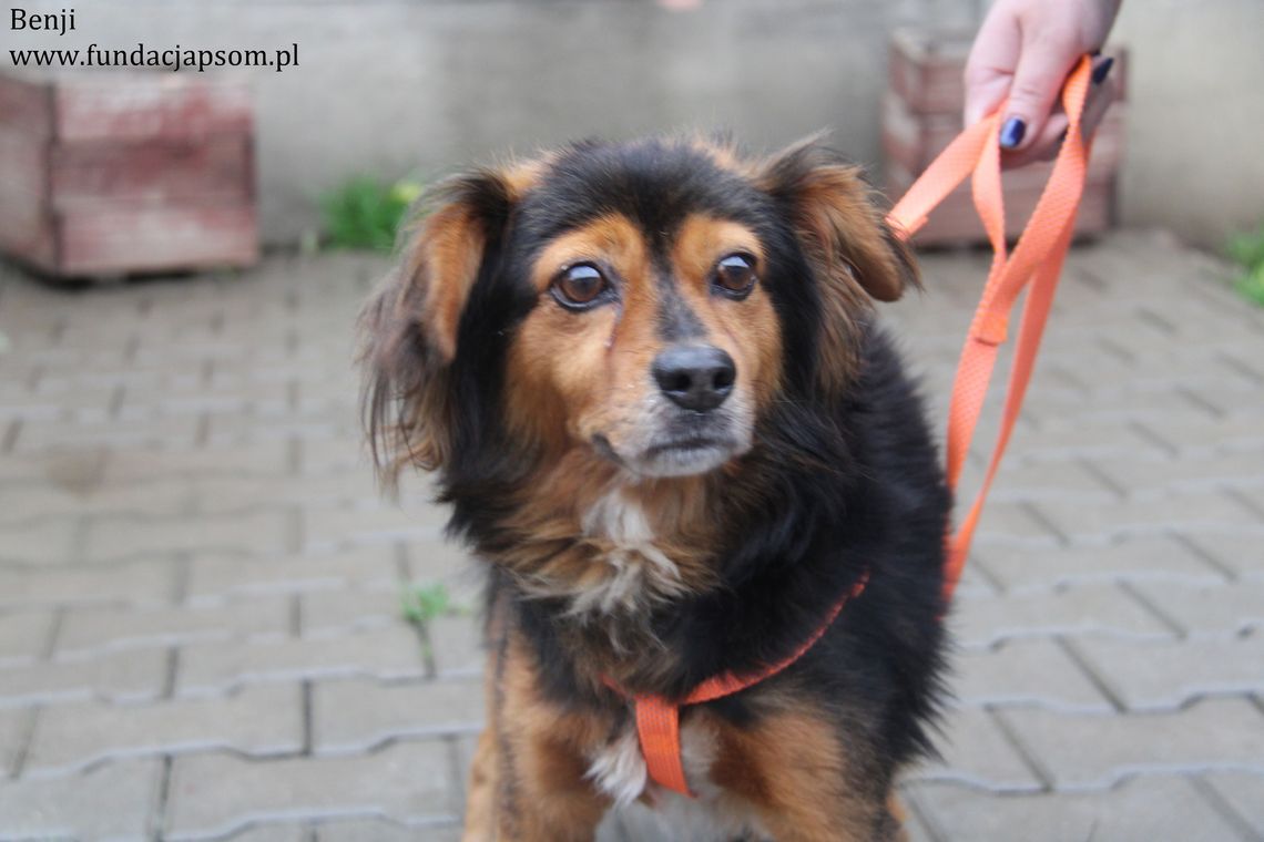BENJI – Nie kupuj, adoptuj!