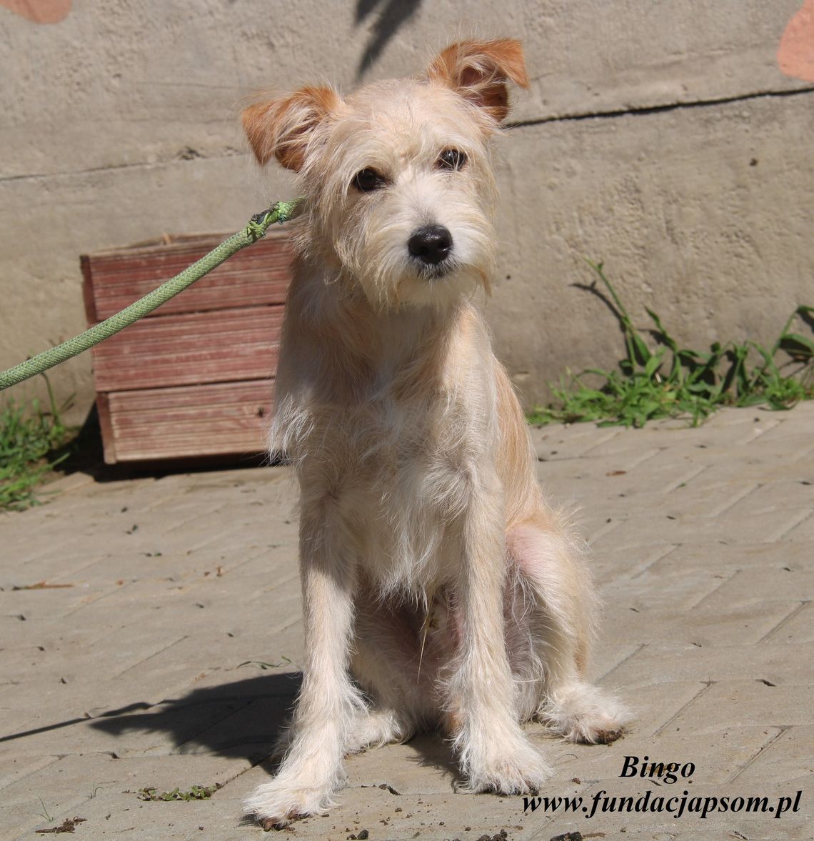 BINGO – Nie kupuj, adoptuj!