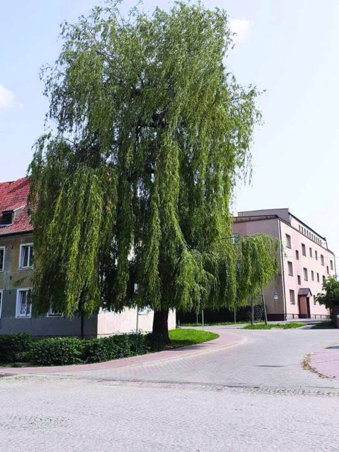 BLOKOWA BALLADA O WIERZBIE