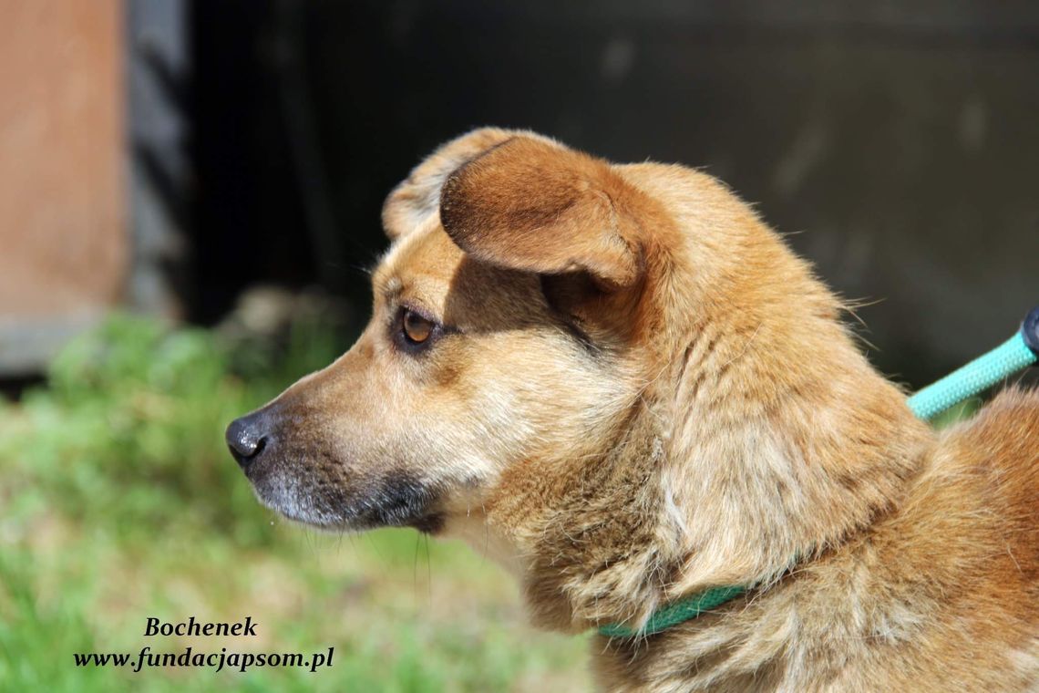 BOCHENEK – Nie kupuj, adoptuj!