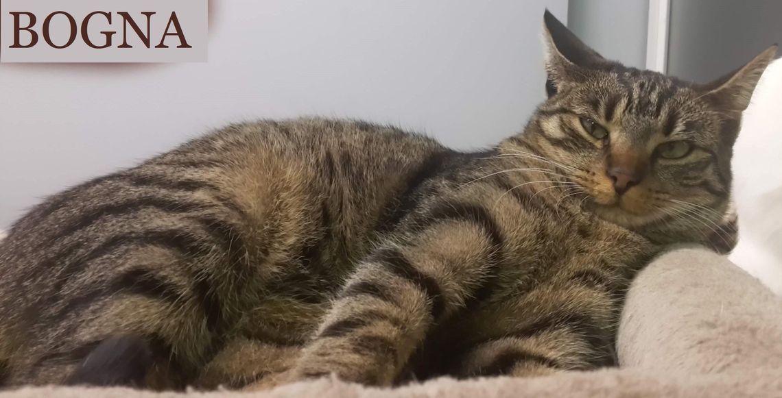 BOGNA – Nie kupuj – Adoptuj!