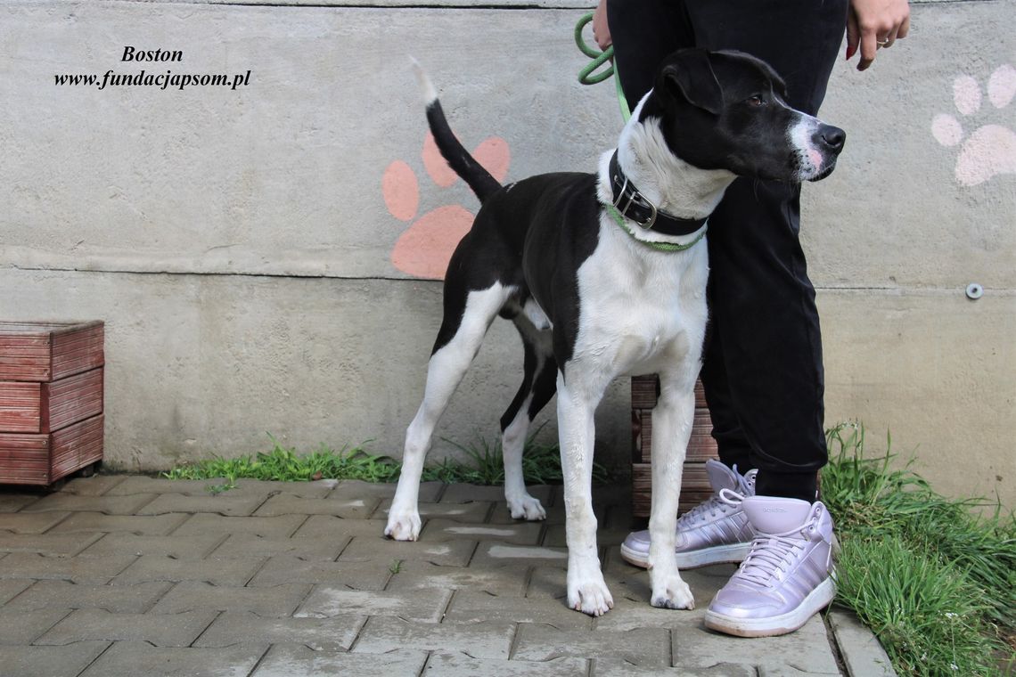 BOSTON – Nie kupuj, adoptuj!