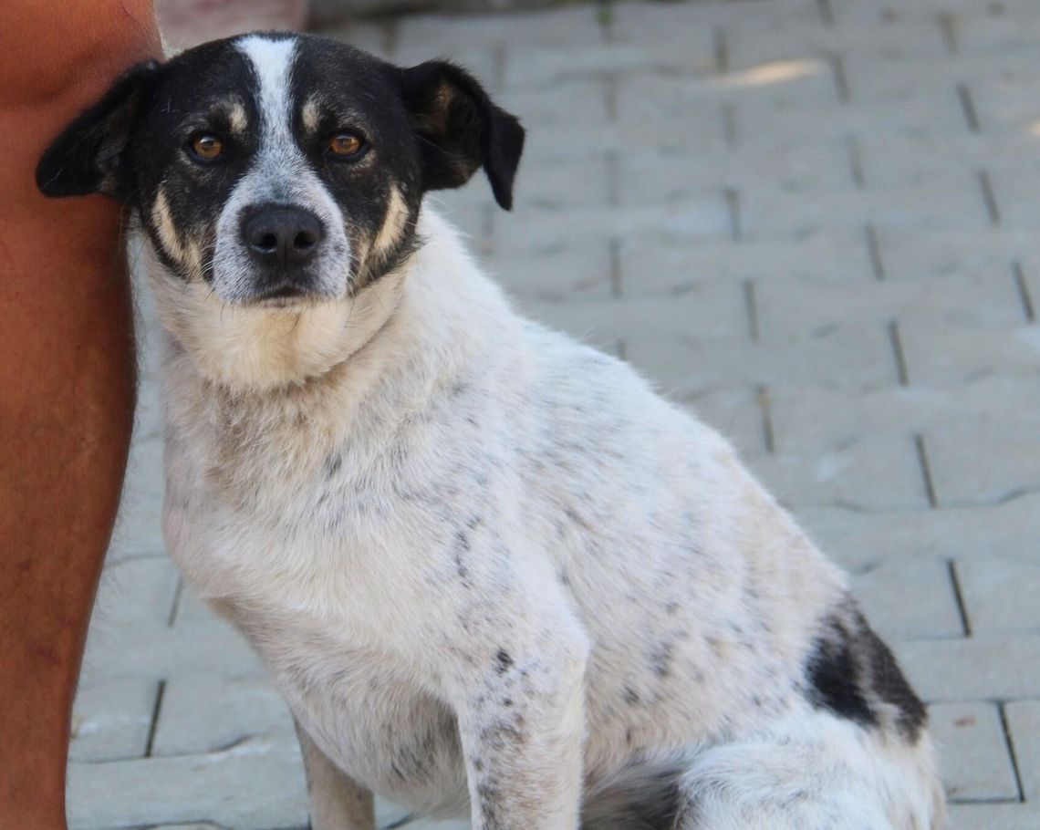 BRANDO – Nie kupuj, adoptuj!