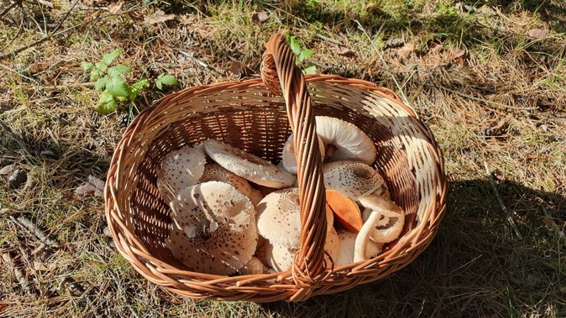 Brawo za obywatelską czujność!