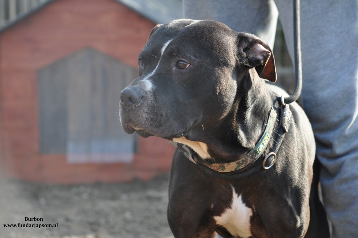 BURBON – Nie kupuj, adoptuj!