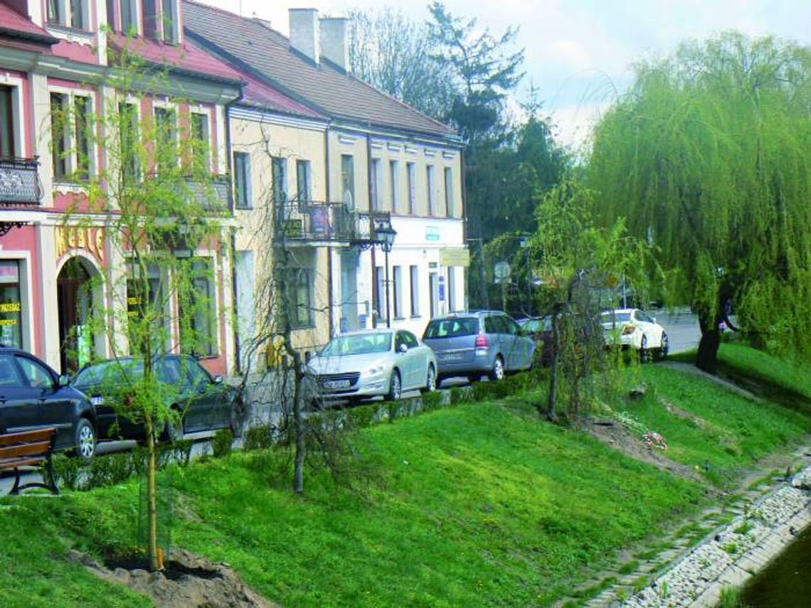 Burmistrz w sprawie wierzb