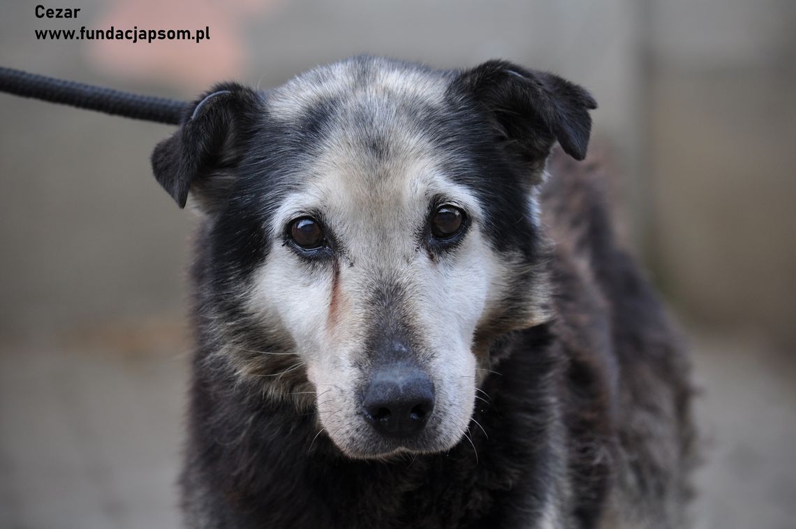 CEZAR – Nie kupuj, adoptuj!