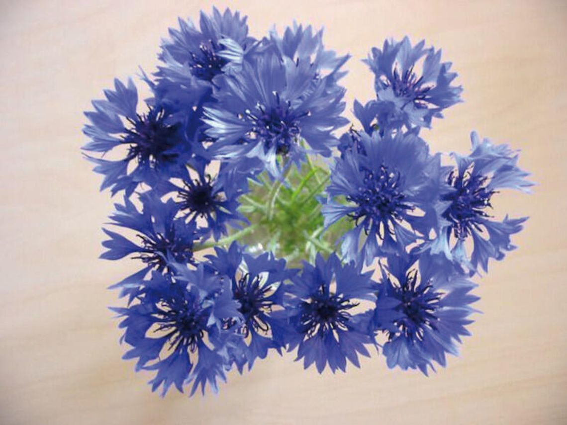 CHABRY i OSTY CHABRY i OSTY