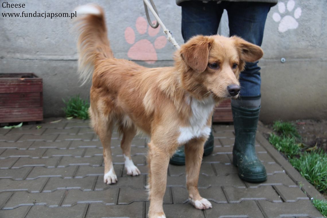 CHEES – Nie kupuj, adoptuj!