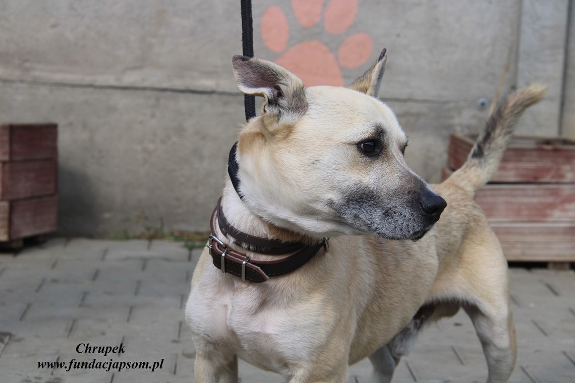 CHRUPEK – Nie kupuj, adoptuj!
