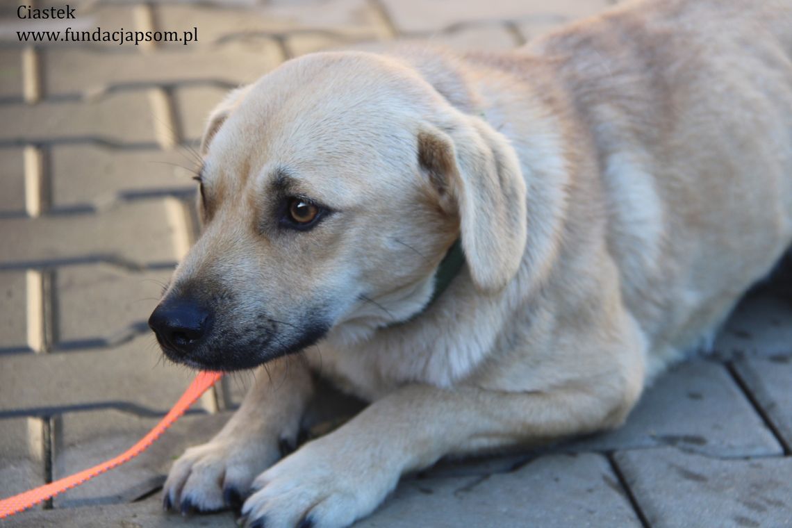 CIASTEK – Nie kupuj, adoptuj!