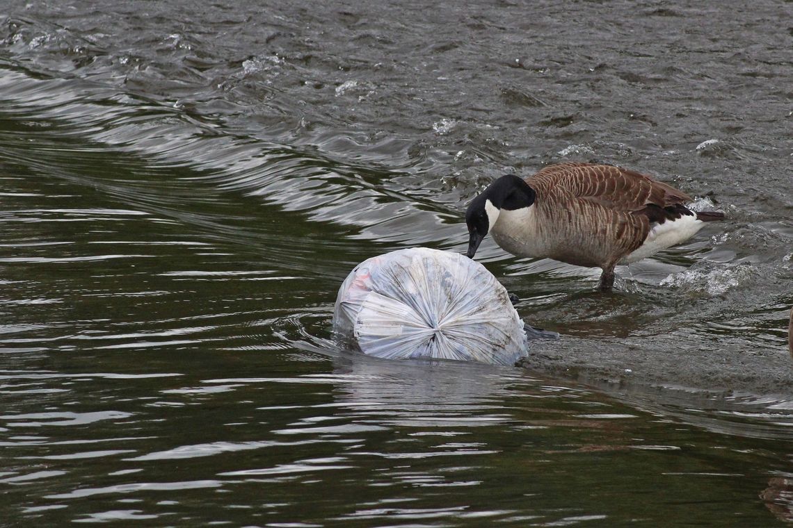 Co tydzień zjadamy nawet 5 gramów mikroplastiku