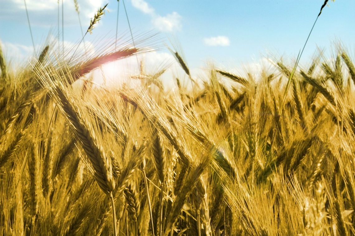 Coraz trudniejsza sytuacja na rynku zbóż