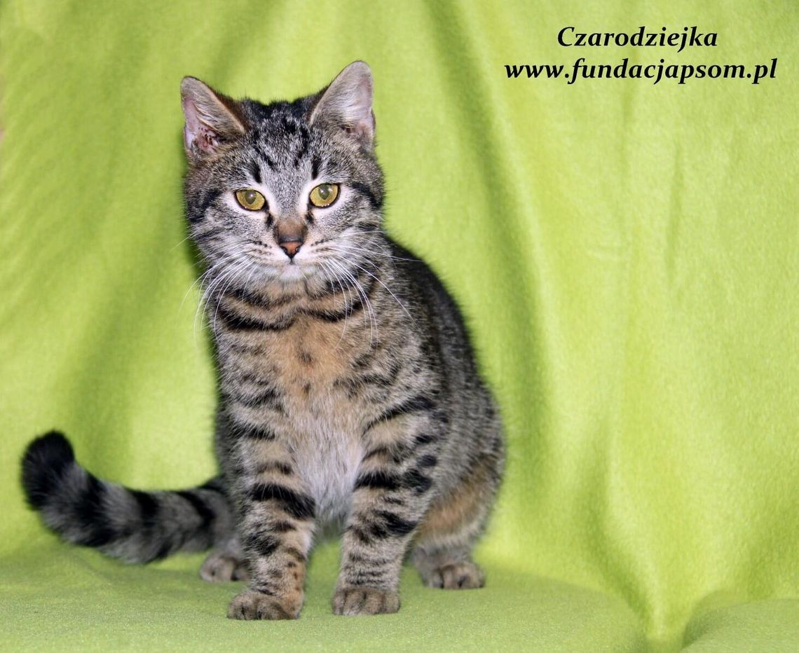 CZARODZIEJKA – Nie kupuj – adoptuj