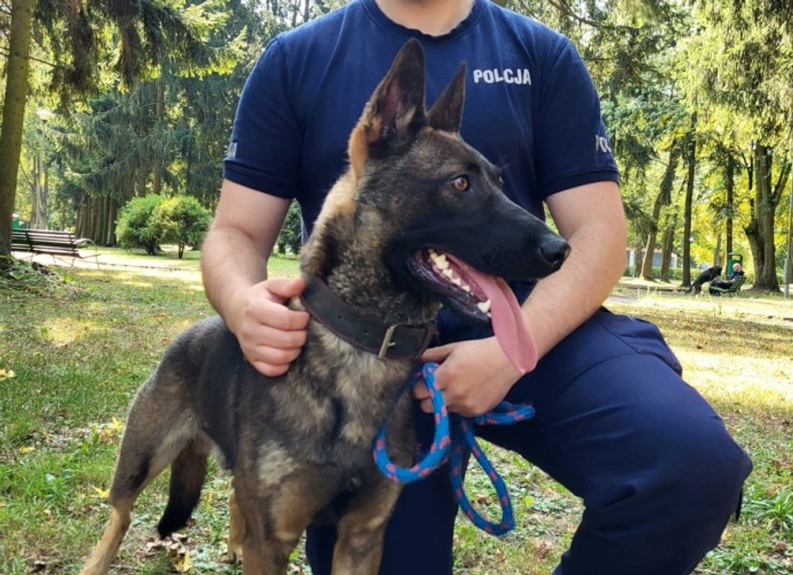 CZWORONOŻNY FUNKCJONARIUSZ TRAFI DO PUŁTUSKIEJ POLICJI