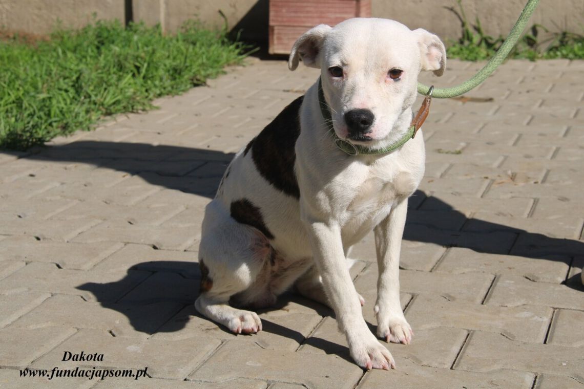 DAKOTA – Nie kupuj, adoptuj!