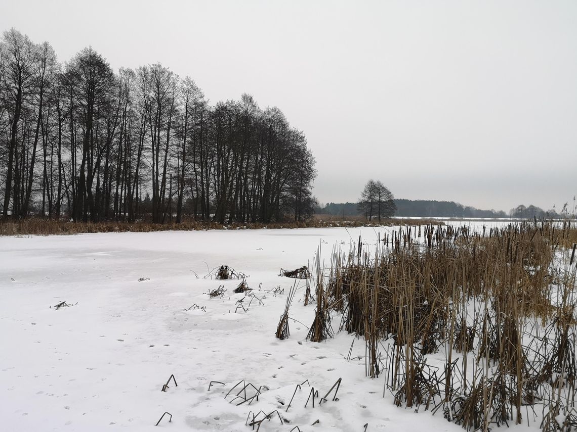 Dzień dobry znad Narwi Dzień dobry znad Narwi