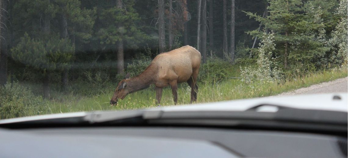Dzikie zwierzęta na drodze Dzikie zwierzęta na drodze