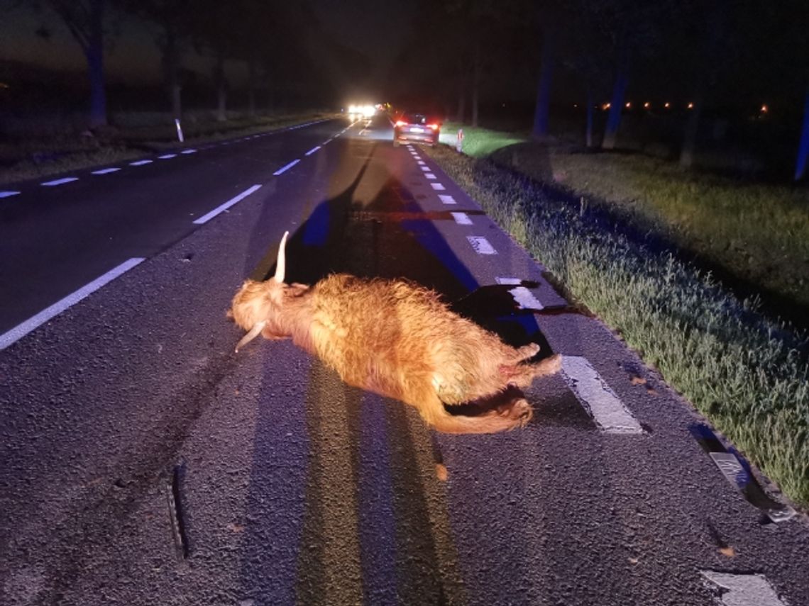 Dzikie zwierzęta na drodze! Apelujemy o ostrożność!