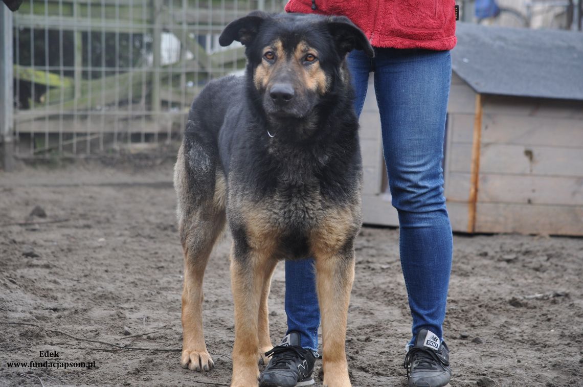 EDEK – Nie kupuj, adoptuj!