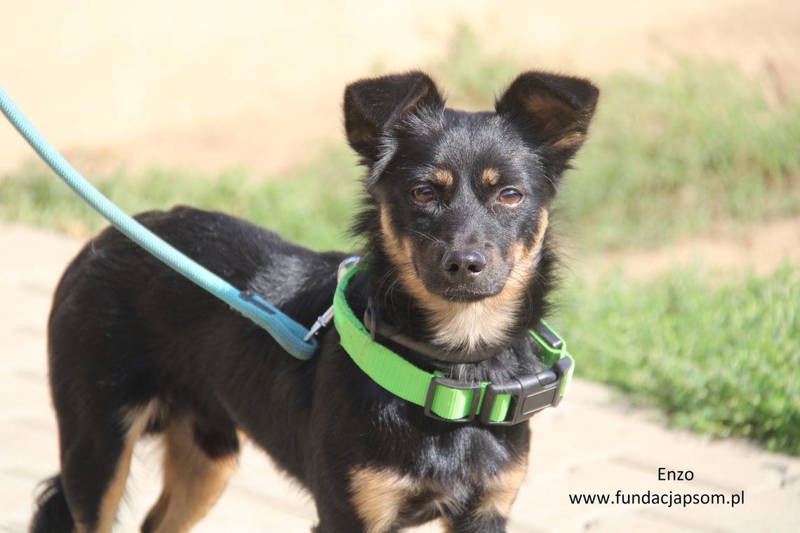 ENZO – Nie kupuj, adoptuj!