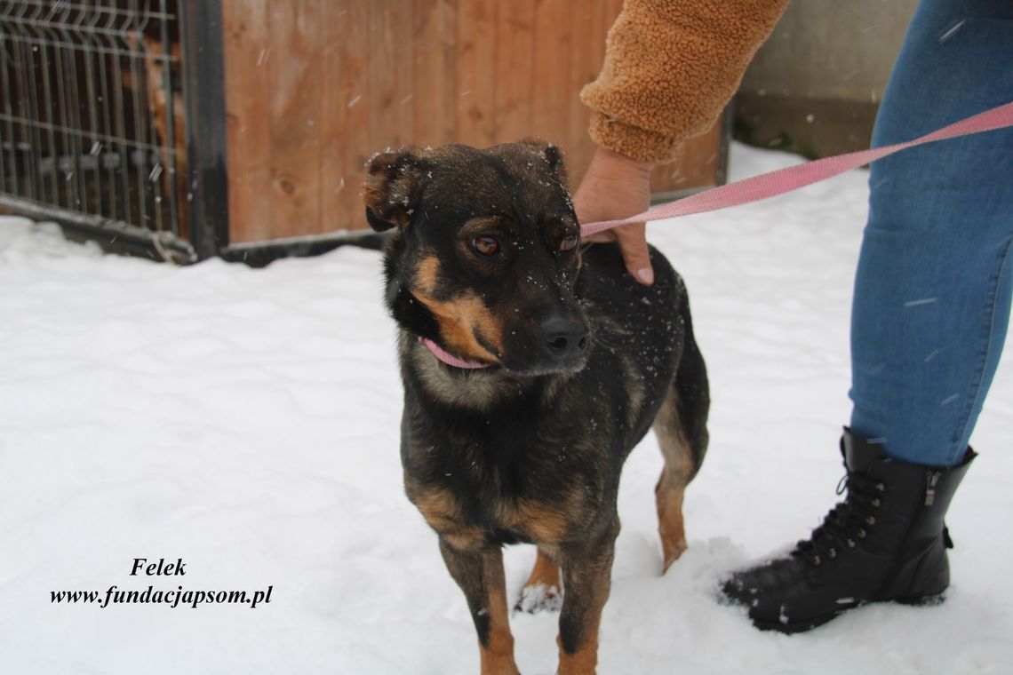FELEK – Nie kupuj, adoptuj!