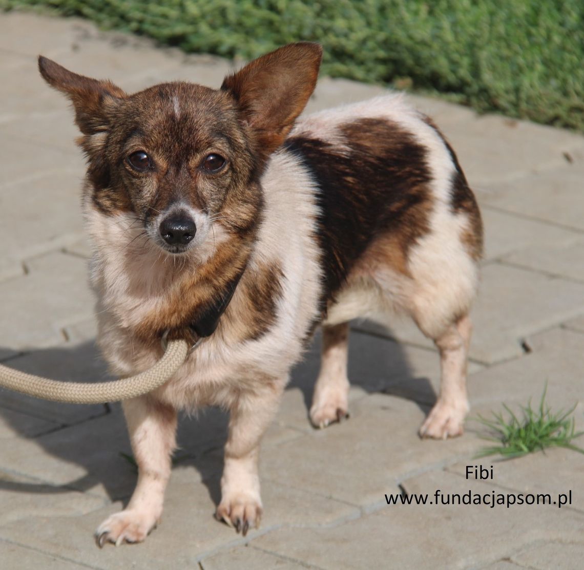 FIBI  – Nie kupuj, adoptuj!