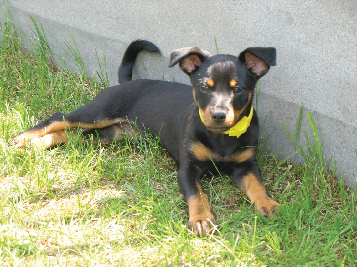 Genetyk ostrzega przed wyginięciem naturalnej różnorodności psów