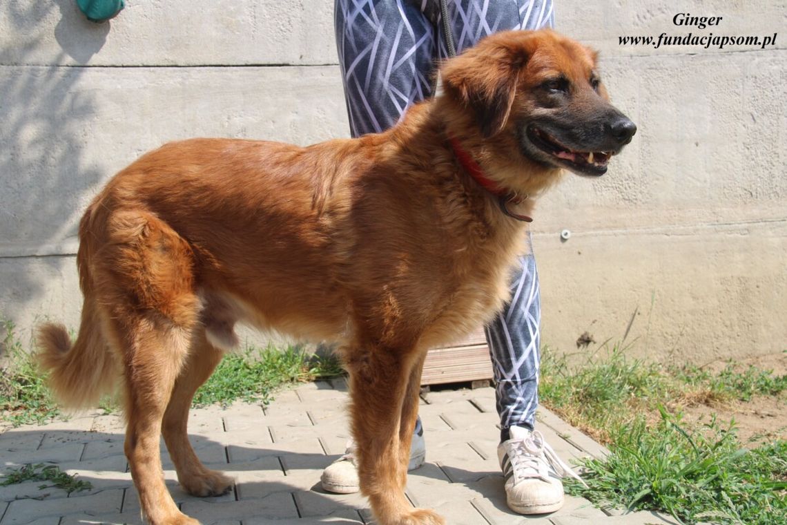 GINGER – Nie kupuj, adoptuj!