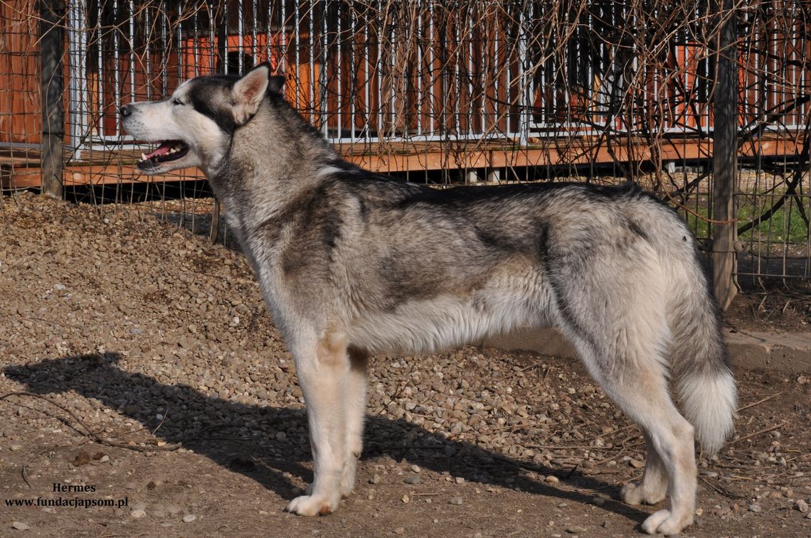 HERMES – Nie kupuj, adoptuj!