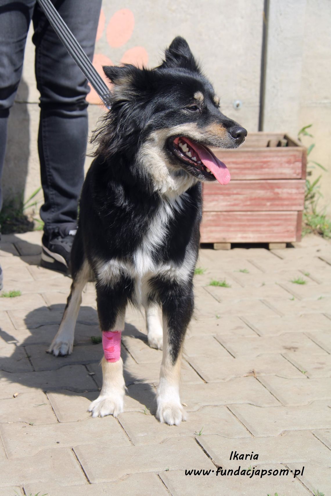 IKARIA – Nie kupuj, adoptuj!