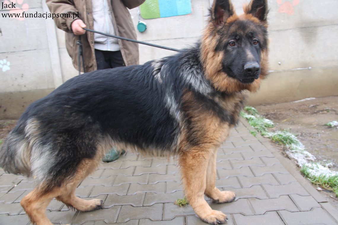 JACK – Nie kupuj, adoptuj!