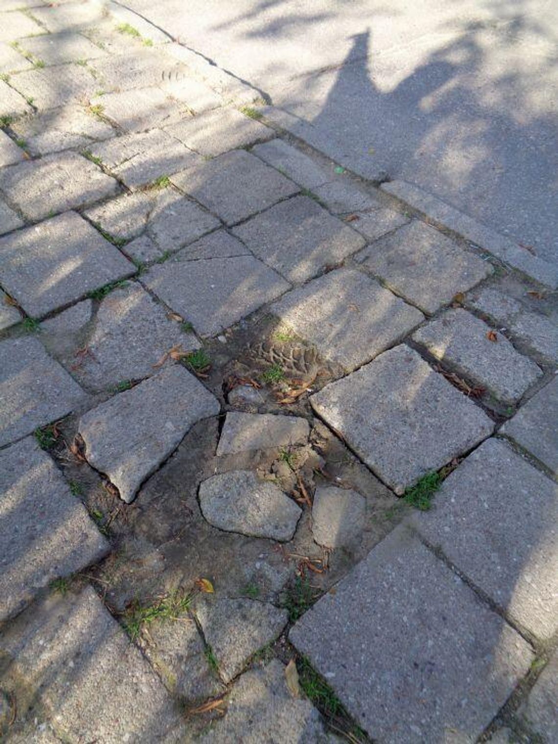 JESZCZE O STASZICA