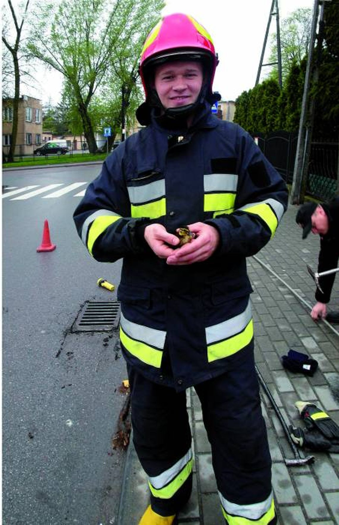 Kaczka na ruchliwej ulicy
