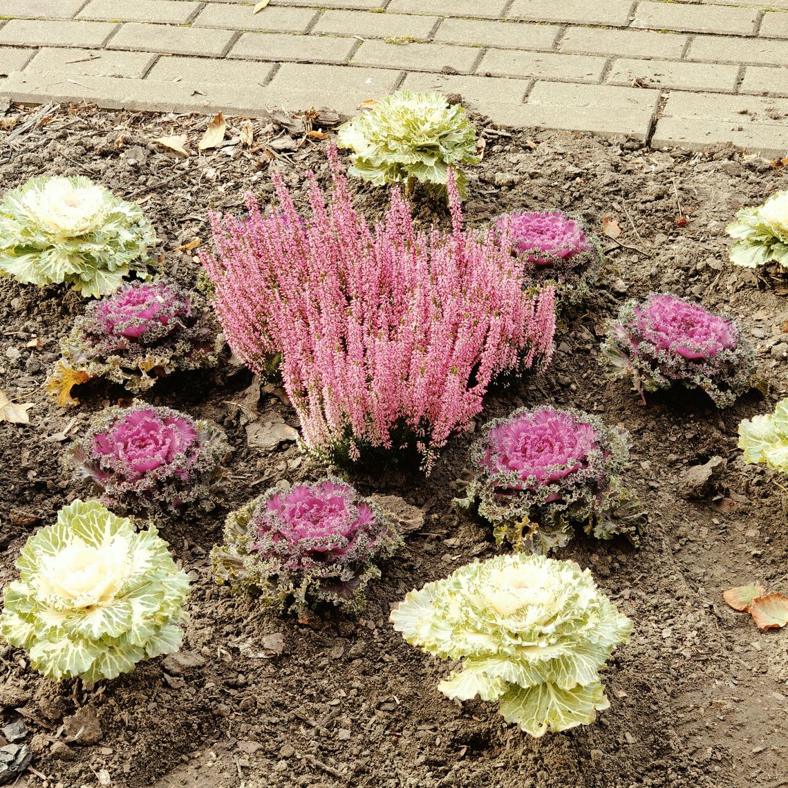 KAPUSTKOWO I WRZOSOWO