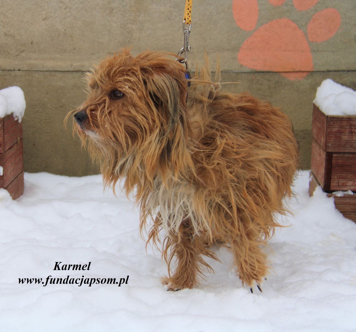 KARMEL – Nie kupuj, adoptuj!