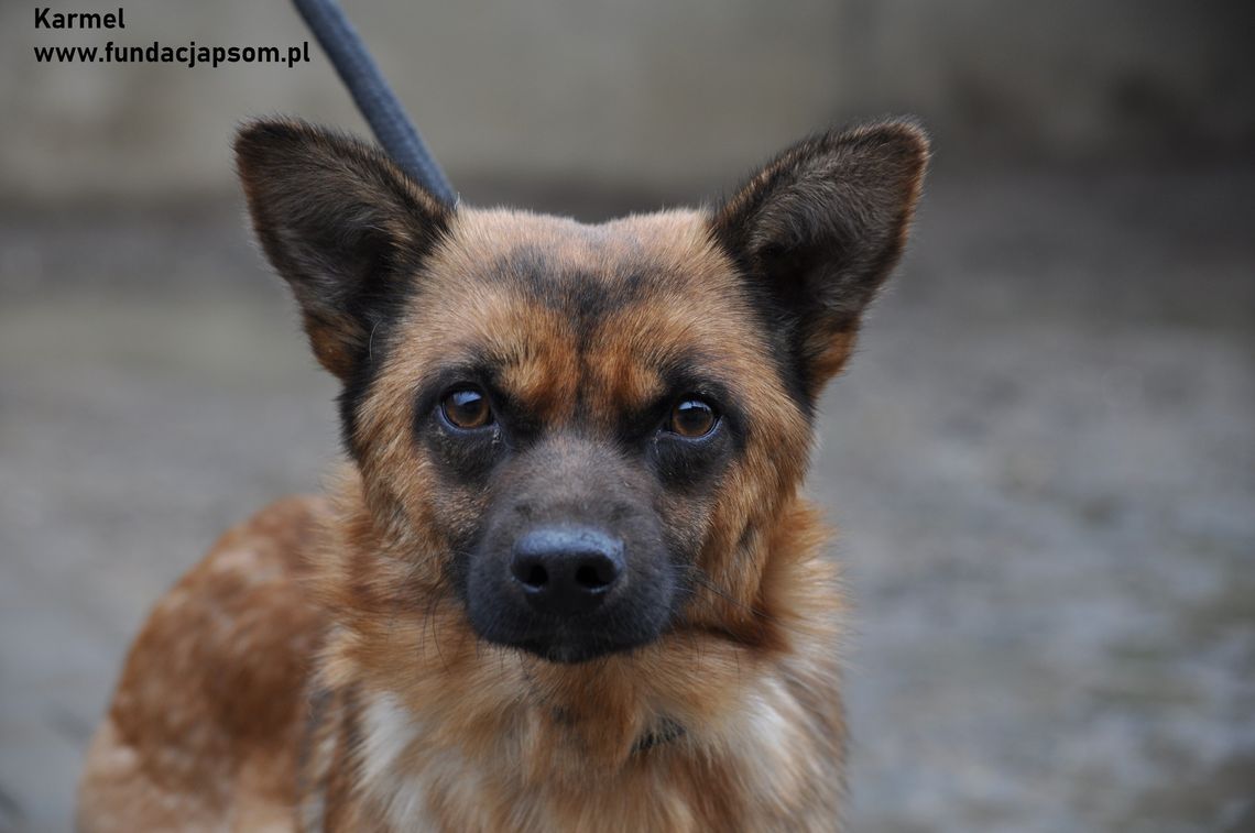 KARMEL – Nie kupuj, adoptuj!