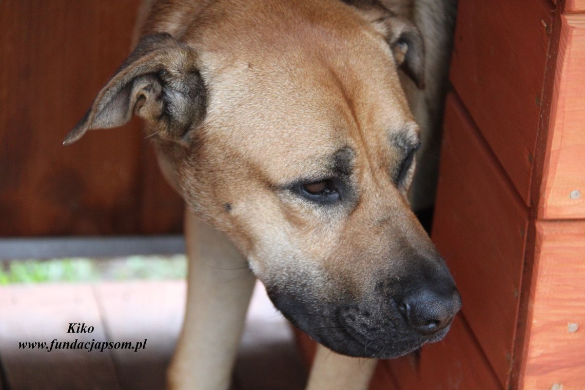KIKO – Nie kupuj, adoptuj!