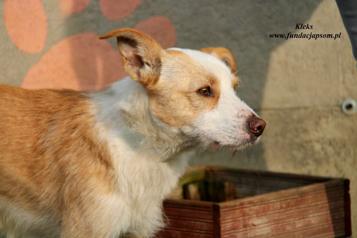 KLEKS – Nie kupuj, adoptuj!
