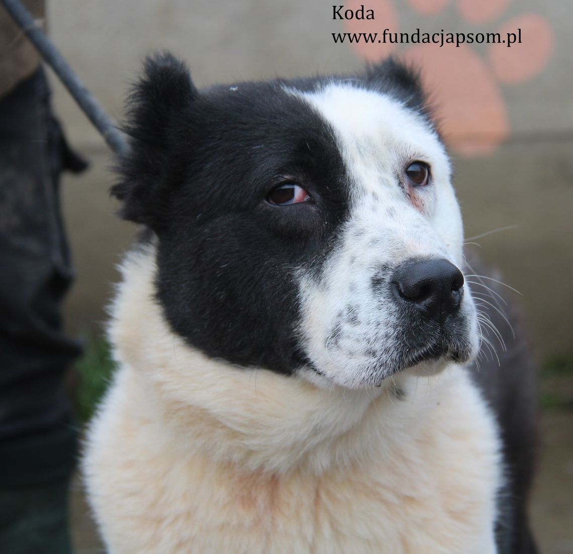 KODA – Nie kupuj, adoptuj!
