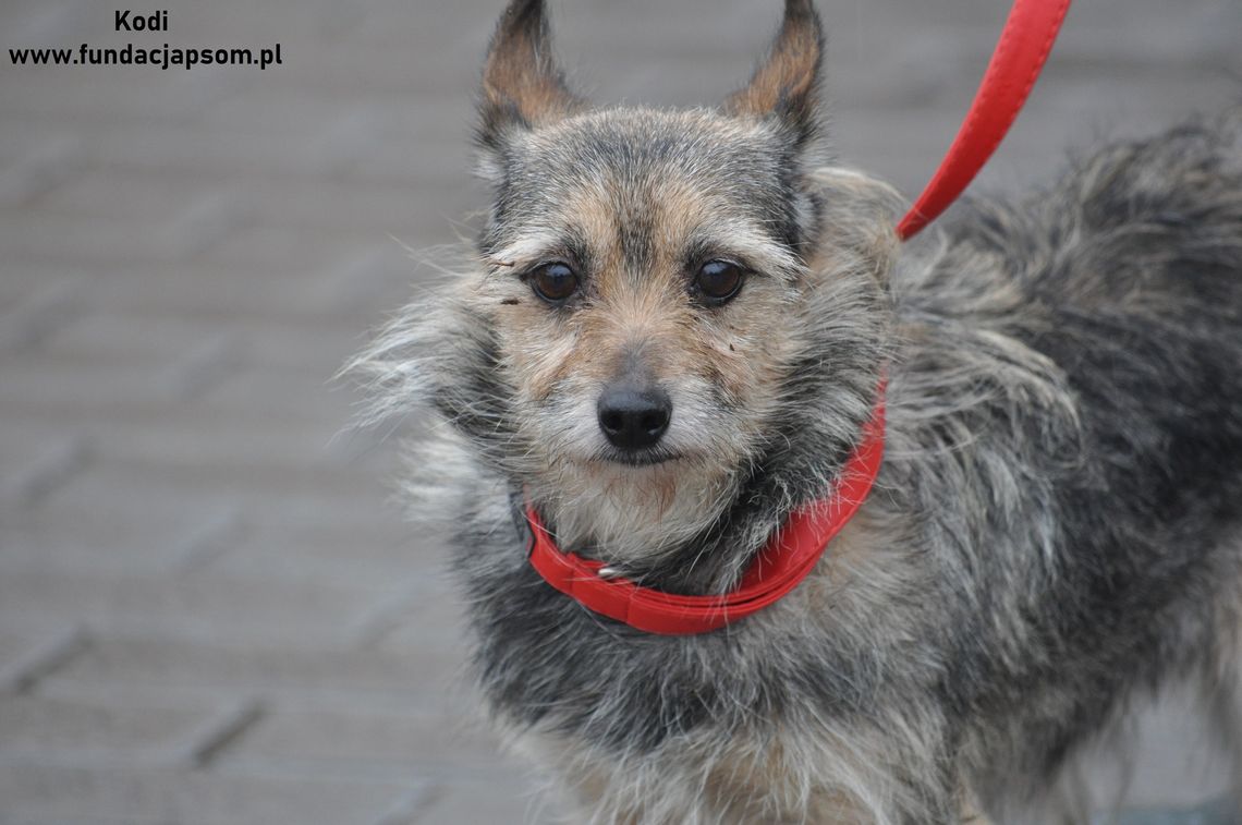 KODI – Nie kupuj, adoptuj!