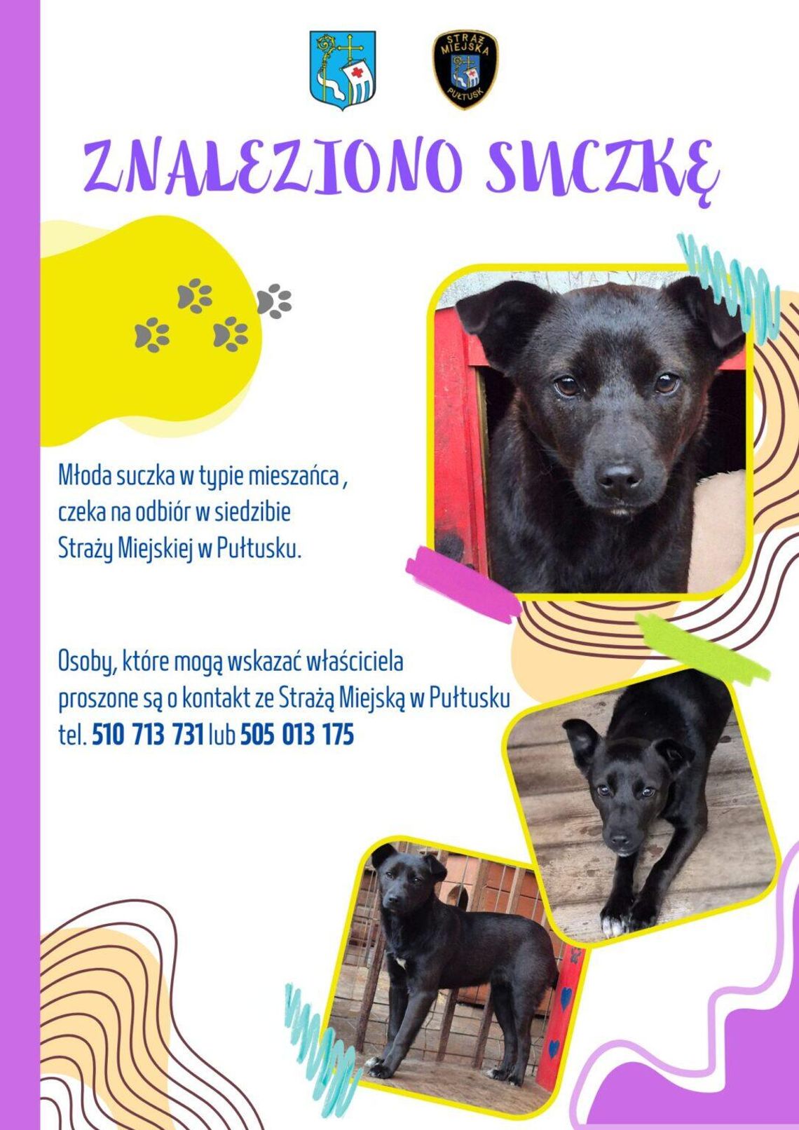 Kolejny piesek czeka na właściciela