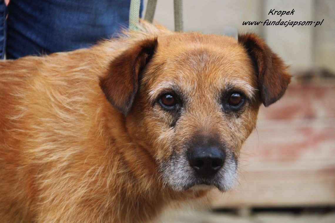 KROPEK – Nie kupuj, adoptuj!