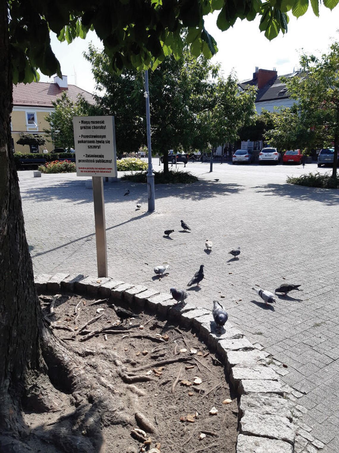 KURIOZUM MIEJSKIE