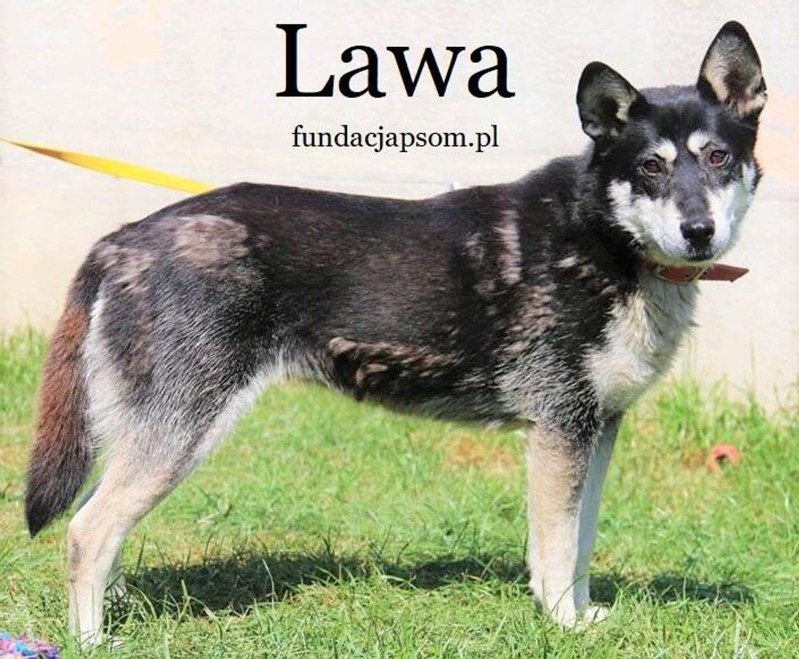 LAWA – Nie kupuj – Adoptuj!