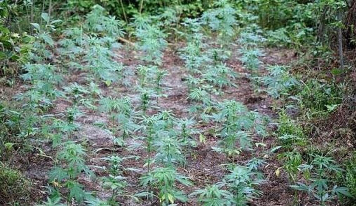 Leśna plantacja zlikwidowana