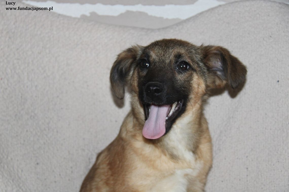 LUCY – Nie kupuj, adoptuj!